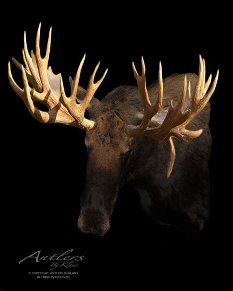 World Record Hook Bull Moose - Antlers by Klaus