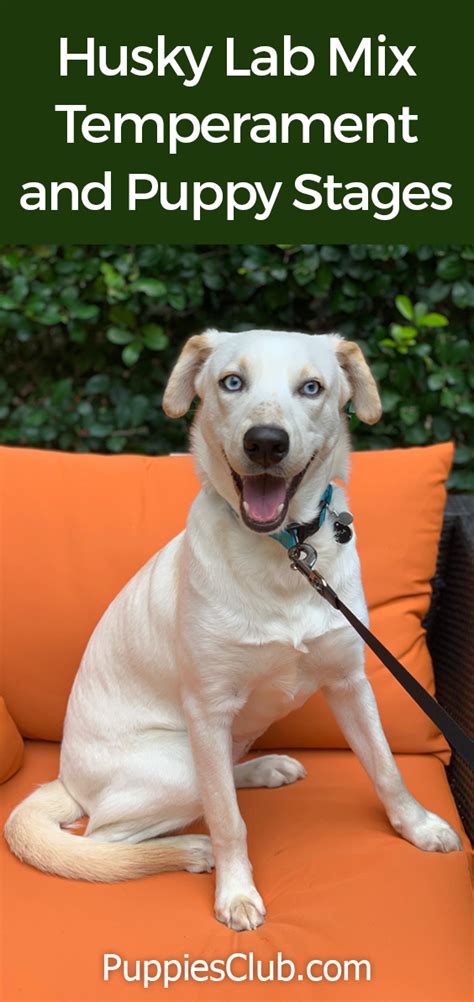 Husky Lab Mix Temperament and Puppy Stages - Lab Husky Mix Facts | Husky lab mixes, Husky lab ...