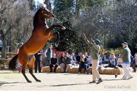 Racing Post Bloodstock on Twitter | Horses, Racing, Picture perfect