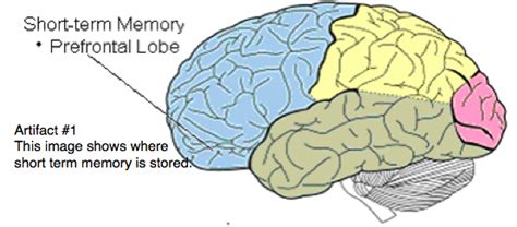 37. short and long term memory, forgetting - Psychology!