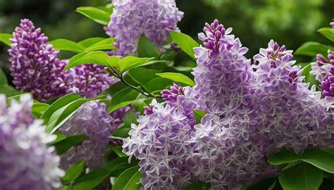 Idaho State Flower: Syringa (Mock Orange), Meaning and Symbolism