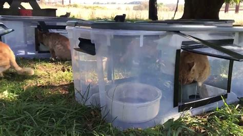 feral cat feeding stations to build - Jone Layne