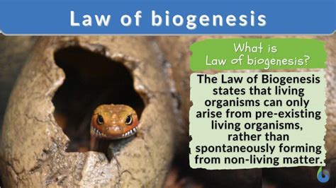 Law of biogenesis - Definition and Examples - Biology Online Dictionary