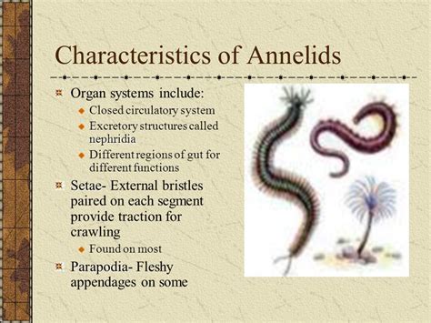 Annelida Characteristics