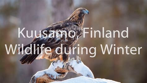 Kuusamo, Finland. Wildlife during winter. - YouTube