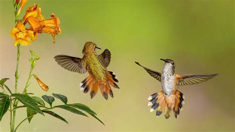 Desktop Wallpaper Cute Hummingbirds, Yellow Flowers, Hd Image, Picture, Background, 4cvpww