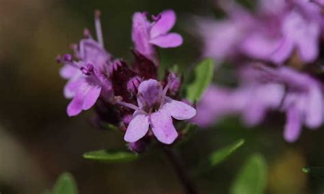 Thyme Plant Care In The Chef's Garden | Epic Gardening