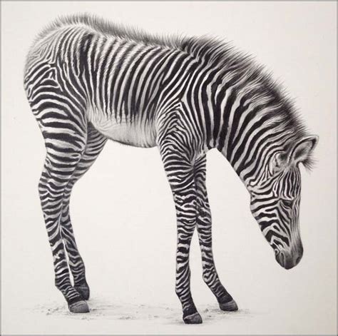 ‘Baby Zebra 2’ - Wildlife Fine Art Drawings