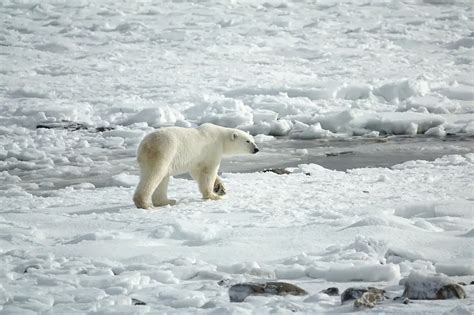 Polar Bears In Norway - The Norway Guide