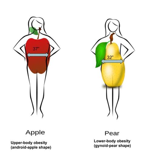 Indicators of Health: Body Mass Index, Body Fat Content, and Fat Distribution – Human Nutrition