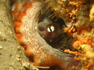 Gloomy Octopus | A Gloomy Octopus (Octopus tetricus). Halifa… | Flickr