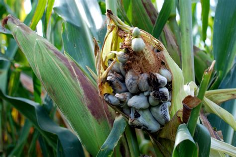 What Is Huitlacoche And How Do You Cook It? - Food Republic