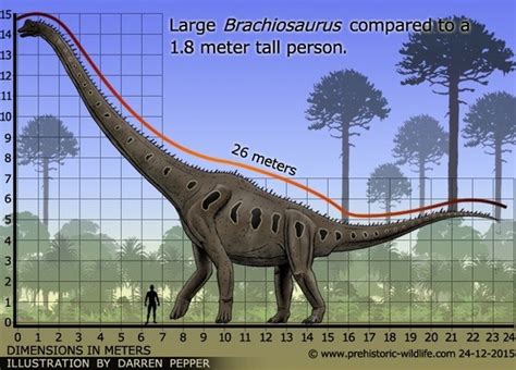 Brontosaurus Vs Brachiosaurus Size | My XXX Hot Girl