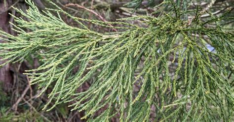 Are Redwoods and Sequoias the Same? Details Here