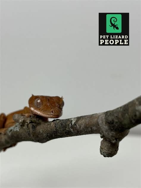 What Is The Ideal Crested Gecko Tank Size & How To Choose