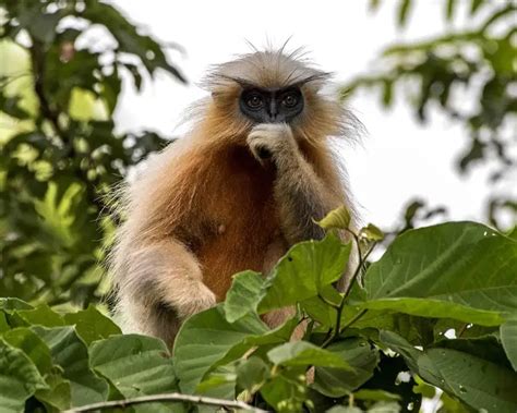 Gee's Golden Langur - Facts, Diet, Habitat & Pictures on Animalia.bio