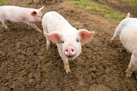 Punnett's Square: Pig Kidney Transplant