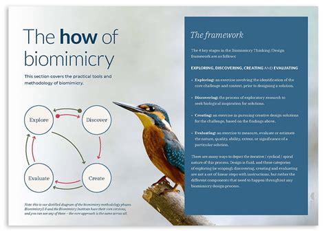 Free eBook: A Field Guide to Biomimicry