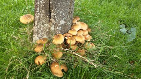 #suffolk #butley #woodbridge #mushrooms #fungi #woodlands #mushroompicking #garden | No cook ...