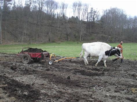 Working Oxen on the Farm Today - Cornell Small Farms