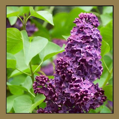 New Hampshire state flower - Lilac | State Flowers | Pinterest