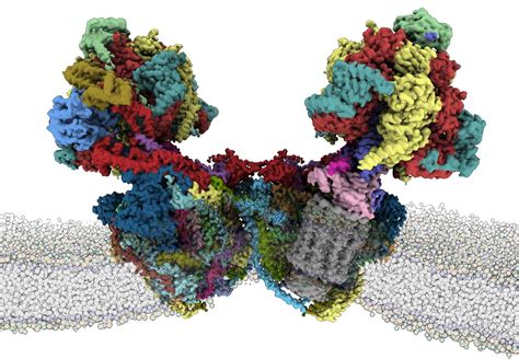 Structure of a mitochondrial ATP synthase