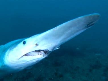 Tiburón Duende: Guardianes de los Abismos Marinos