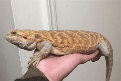 Bearded Dragons: How Big Do They Get?