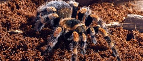 Red Knee Tarantula - A-Z Animals