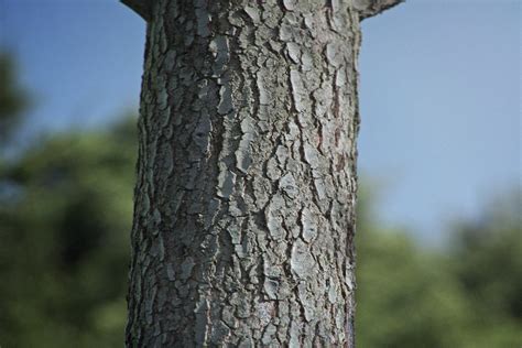 Library - Pine Tree Bark 01 - Friendly Shade