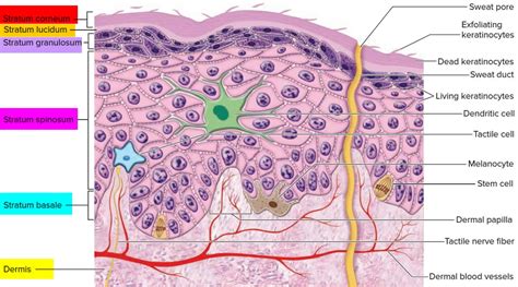 Stratum corneum anatomy, thickness, structure & stratum corneum function