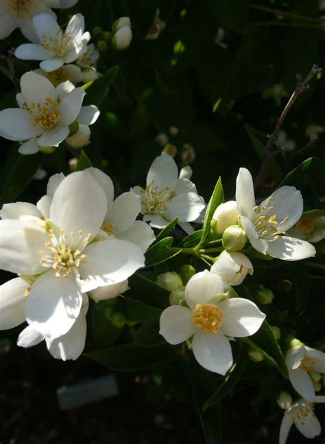 Philadelphus lewisii - Mock Orange (Seed) – Theodore Payne Foundation