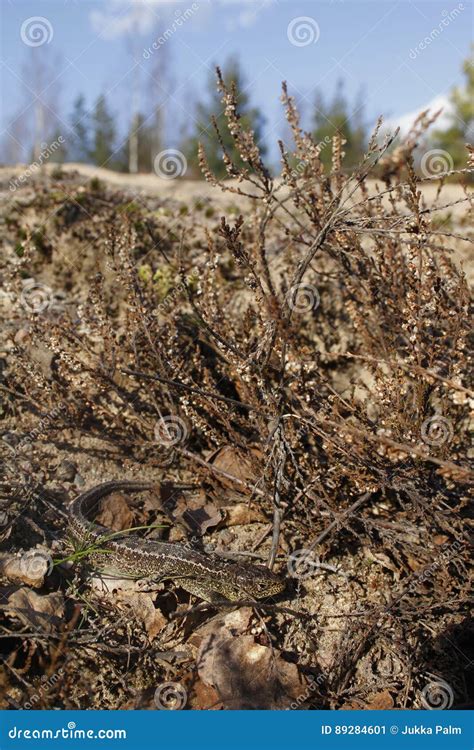 Male sand lizard stock image. Image of colour, hietikko - 89284601