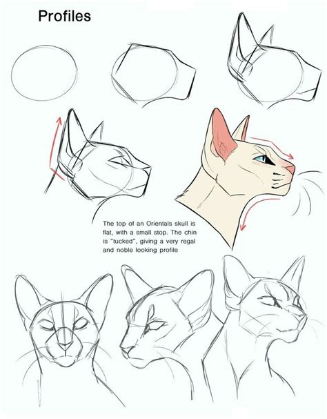 Pin by bun on art tips | Cat drawing tutorial, Animal drawings, Drawings