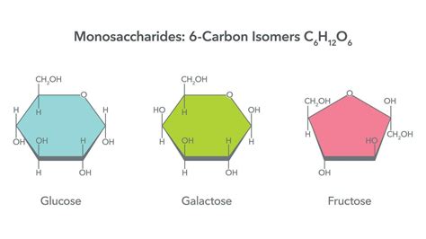 Monosaccharides 6 carbon isomers glucose fructose and galactose vector ...