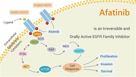 Afatinib is an Irreversible and Orally Active EGFR Family Inhibitor ...