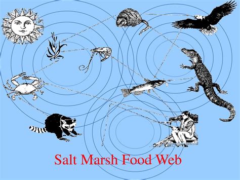 Salt Marsh Food Web Diagram