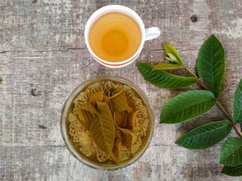 Guava Leaf Tea: Benefits & Side Effects | Organic Facts