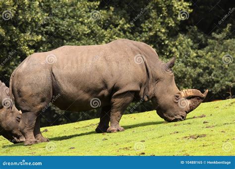 Rhino Eating Grass on the Field Stock Image - Image of wildlife, grass ...