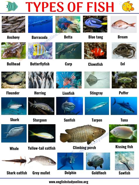 Interesting List of 29 Types of Fish with Pictures in English - English ...