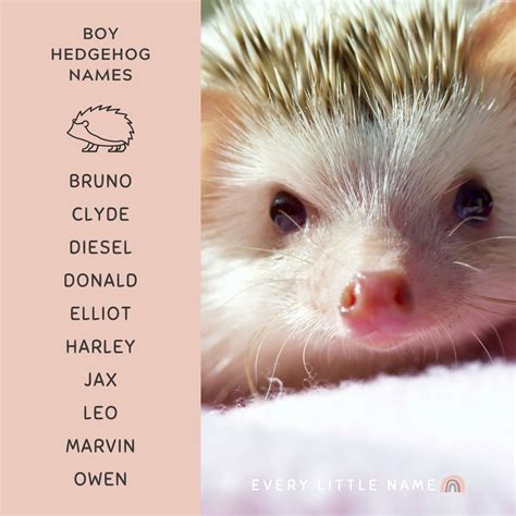 170+ Best Hedgehog Names (Cute, Funny, and Classic) - Every Little Name