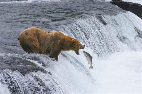 How to Find a Bear in Alaska: Katmai National Park | National Parks ...