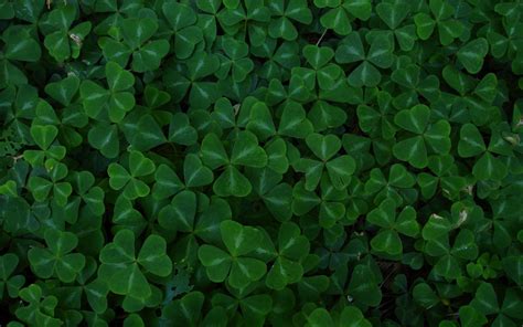 Four Leaf Clover Wallpapers - WallpaperSafari