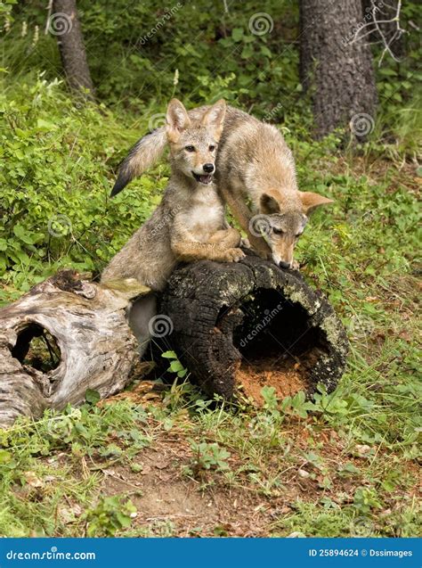 Coyote Pups Stock Images - Image: 25894624