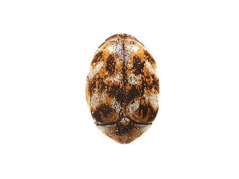 Varied Carpet Beetles: How to Get Rid of Carpet Beetles