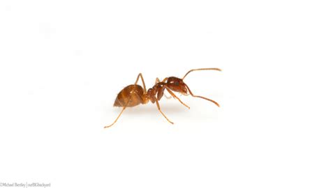 File:Tawny crazy ant (Nylanderia fulva) female worker.jpg - Wikimedia ...