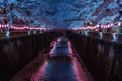 Meguro River | Traveling Japan