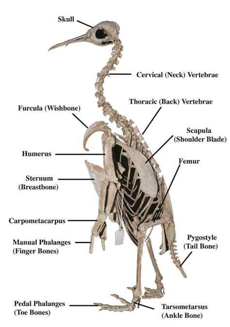 Penguin | Anatomy bones, Anatomy, Penguins