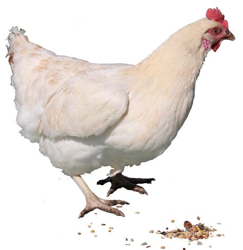 Chicken PNG Transparent Images | PNG All