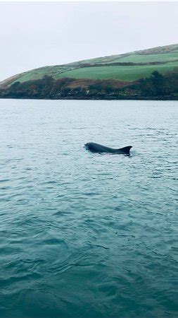 Dingle Dolphin Boat Tours - 2019 All You Need to Know BEFORE You Go ...